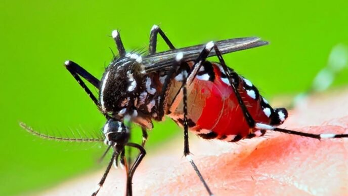 172 new dengue cases reports in Punjab in 24 hours