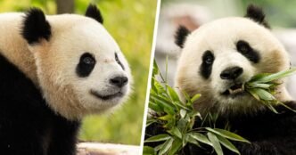 A pair of bears arrive at the National Zoo