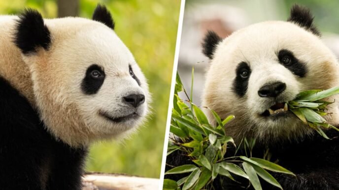 A pair of bears arrive at the National Zoo