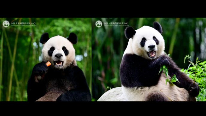 Male giant panda An An (left) and female giant panda Ke Ke gifted to the Hong Kong Special Administrative Region Photo: China Conservation and Research Center for the Giant Panda