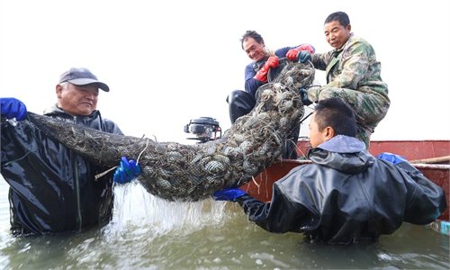 Crab harvest - Global Times