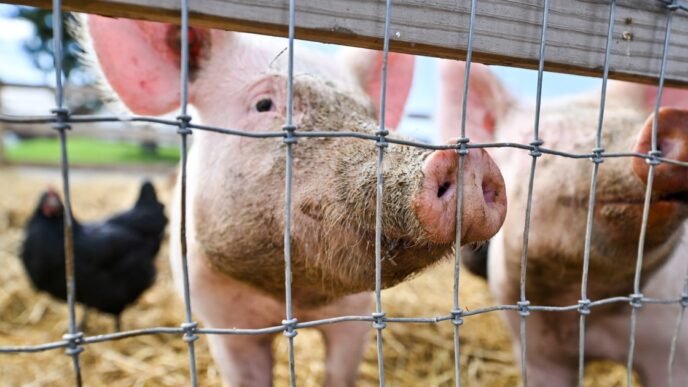 H5N1 bird flu found in a pig in the U.S. for the first time