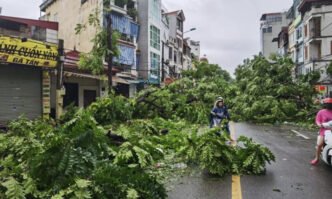 This photo shows trees toppled by typhoon in Vietnam