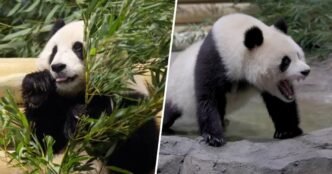 See the 2 giant pandas that just arrived in Washington from China