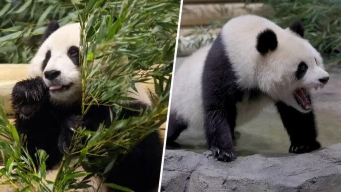 See the 2 giant pandas that just arrived in Washington from China