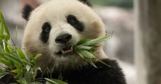 Two giant pandas arrive at National Zoo from China 