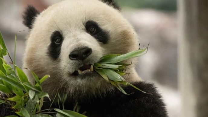 Two giant pandas arrive at National Zoo from China 