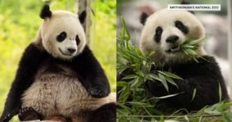 Two new giant pandas set to arrive at Smithsonian National Zoo