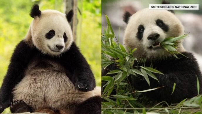 Two new giant pandas set to arrive at Smithsonian National Zoo