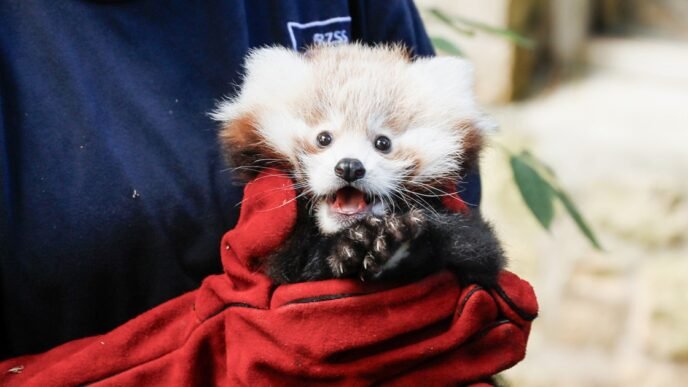 Baby red panda dies from fireworks noise stress, Edinburgh zoo says