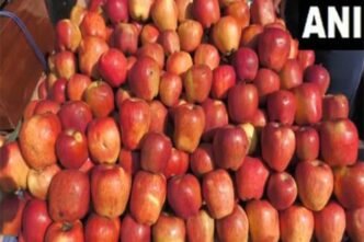 Prices of Kashmiri apples fall in Poonch, locals urge govt to keep Mughal Road open throughout year