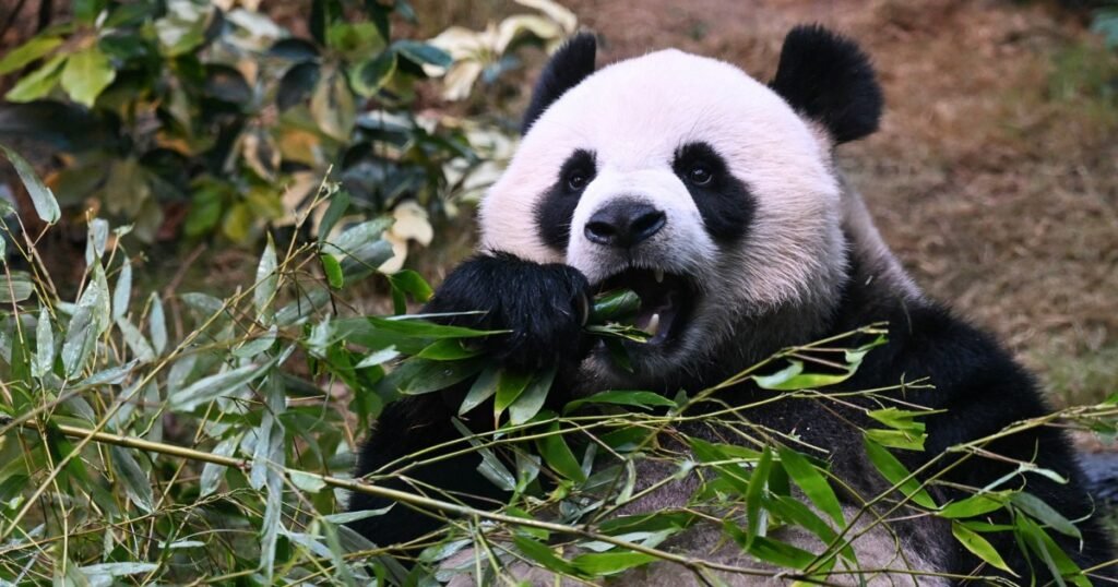 Hong Kong’s plan to lure back visitors? It’s black, white and eats bamboo