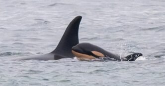 Orca who carried her dead newborn 1,000 miles gives birth to another new calf