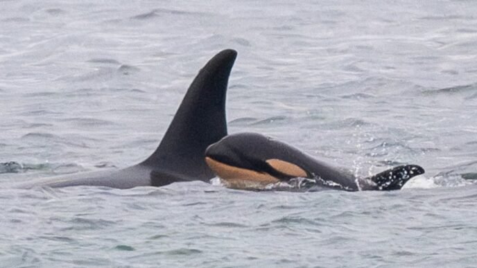 Orca who carried her dead newborn 1,000 miles gives birth to another new calf