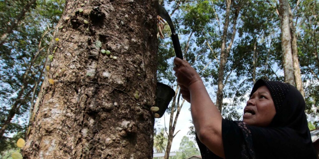 Thailand's December rubber production cut nearly 30% by floods