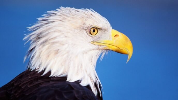 The bald eagle is officially America's national bird after Biden's signature