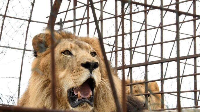 Pakistan man mauled by lion after reportedly entering cage to film TikTok video
