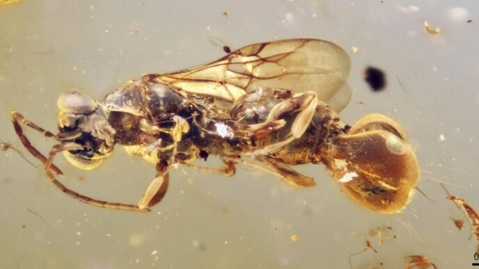 A Venus flytrap wasp? Scientists uncover an ancient insect preserved in amber that snatched its prey