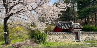 Cherry blossoms on your mind? Try South Korea