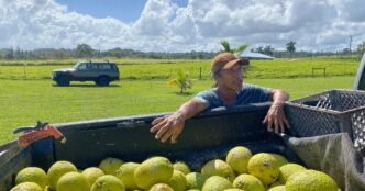 In Hawaii, where 90% of food is imported, farmers who offset imbalance now face cuts