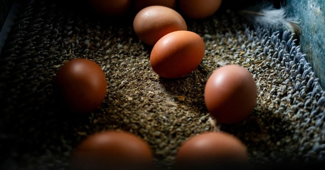 The U.S. is on an egg hunt in Europe to ease prices at home