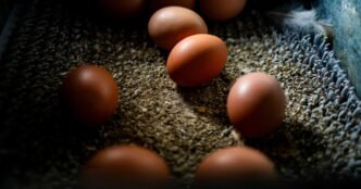 The U.S. is on an egg hunt in Europe to ease prices at home