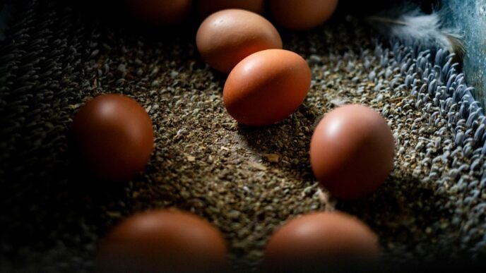 The U.S. is on an egg hunt in Europe to ease prices at home