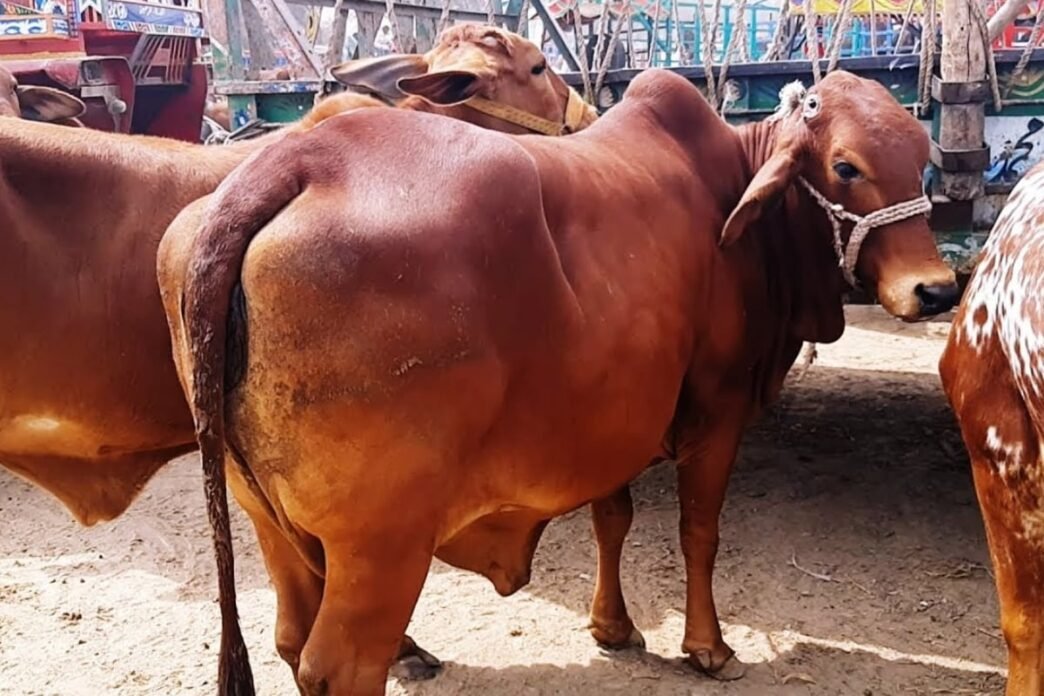 60 Sahiwal-breed animals reach Cattle Market