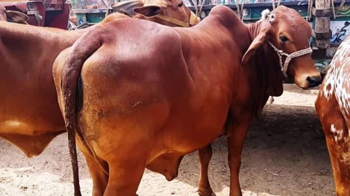 60 Sahiwal-breed animals reach Cattle Market