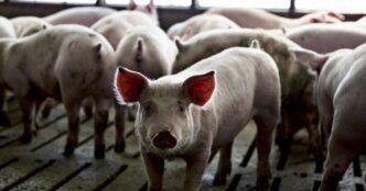 Agriculture isn't nearing trade war tariffs crisis — 'it is a full-blown crisis already' farmers say