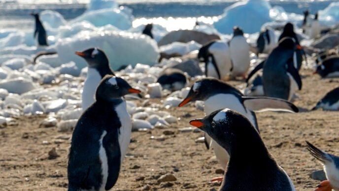 Amid federal research cuts, some Antarctic tourist cruises are sponsoring scientists