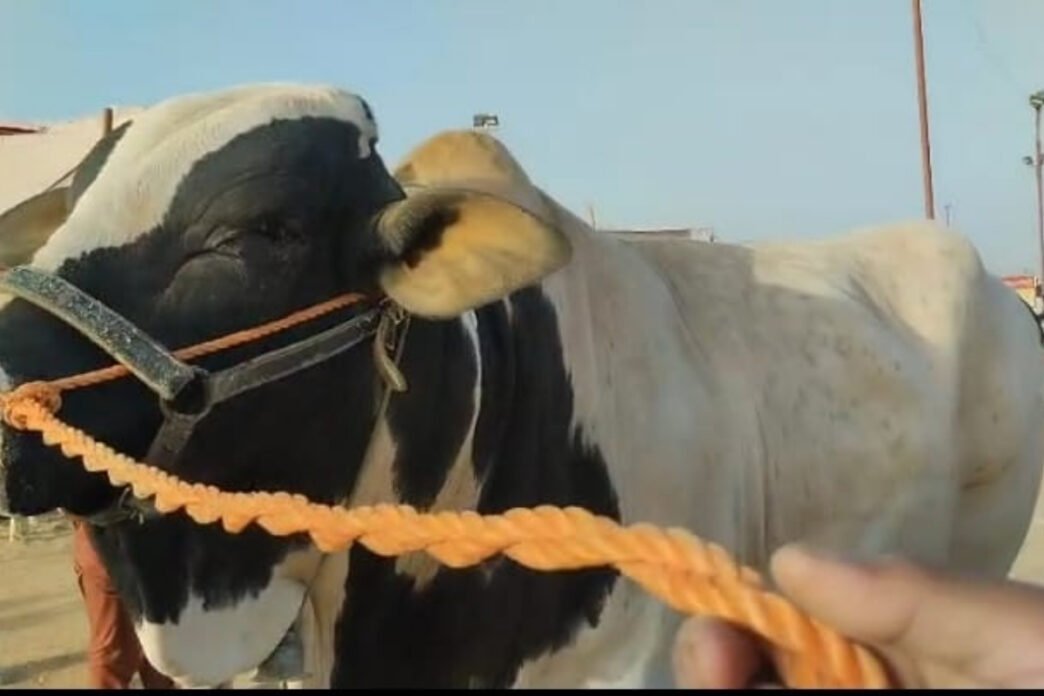 Asia King bull becomes centre of attraction at cattle market  