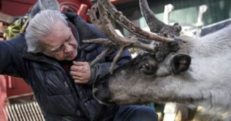 Beloved Alaska pet reindeer euthanized after someone tampered with pen, possibly poisoned him