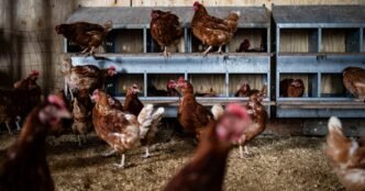 Bird flu could be heading north this spring with fewer federal health officials working to stop it