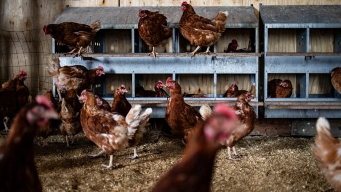 Bird flu could be heading north this spring with fewer federal health officials working to stop it