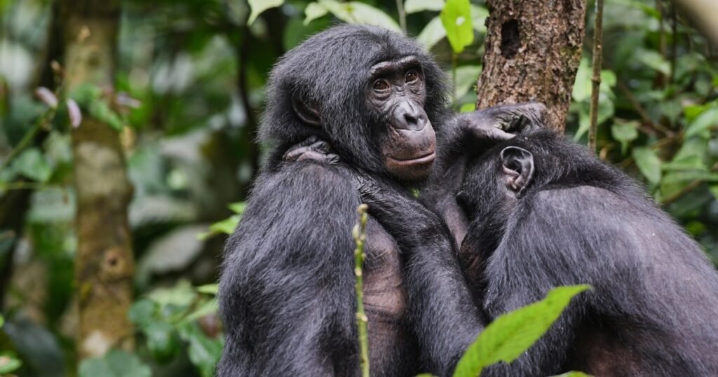 Bonobos form girl groups to fend off male aggression, study says