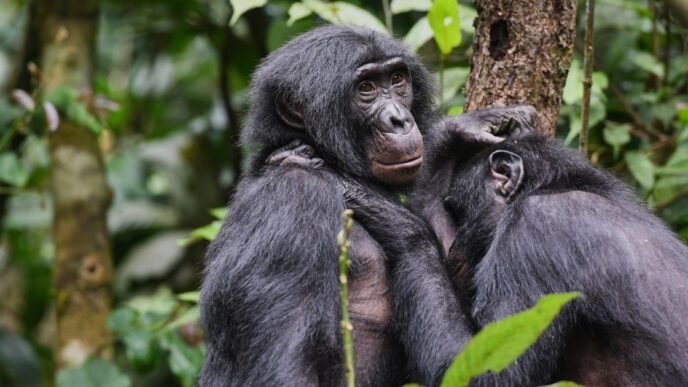 Bonobos form girl groups to fend off male aggression, study says