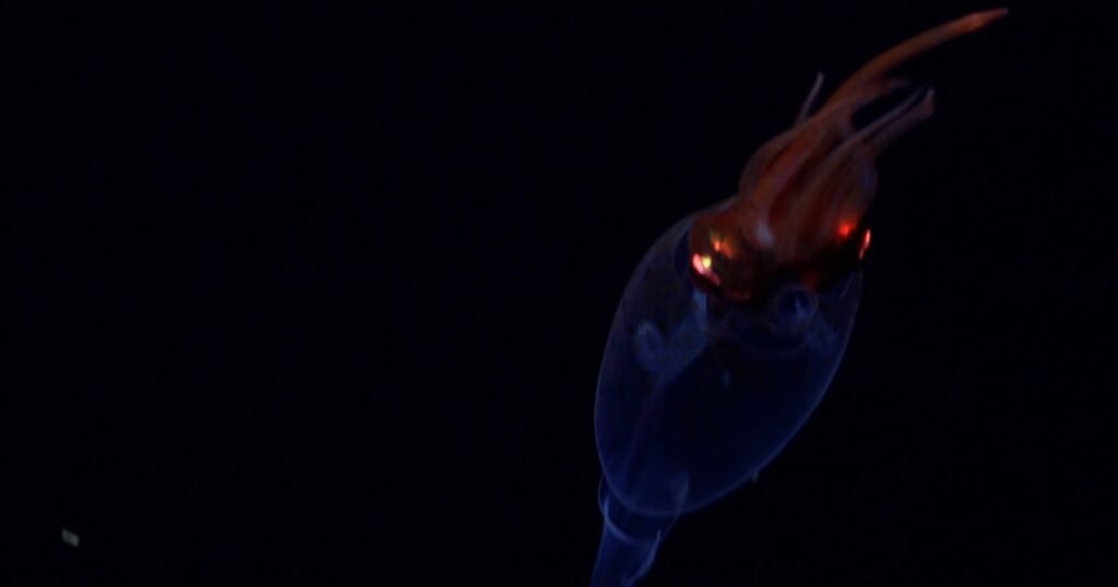 Colossal squid captured on video for the first time