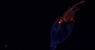 Colossal squid captured on video for the first time