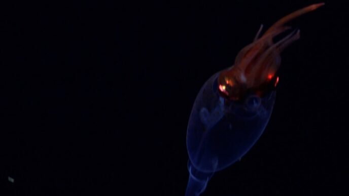Colossal squid captured on video for the first time