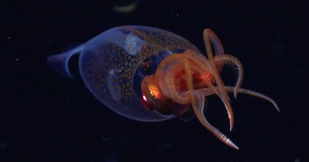 Colossal squid caught on video for first time, seen swimming nearly 2,000 feet below ocean's surface