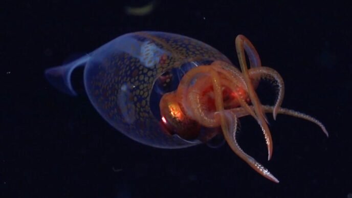 Colossal squid caught on video for first time, seen swimming nearly 2,000 feet below ocean's surface