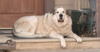 Dozens searched for a missing 2-year-old in the Arizona desert. Buford the dog was the real hero.