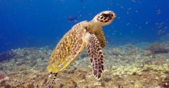 Endangered sea turtle populations show signs of recovery in more than half the world, survey finds