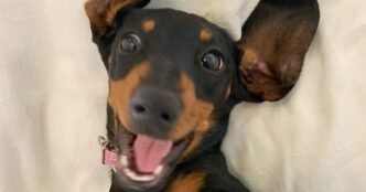 Escaped dog in Australia is rescued after 529 days alone in the wilderness