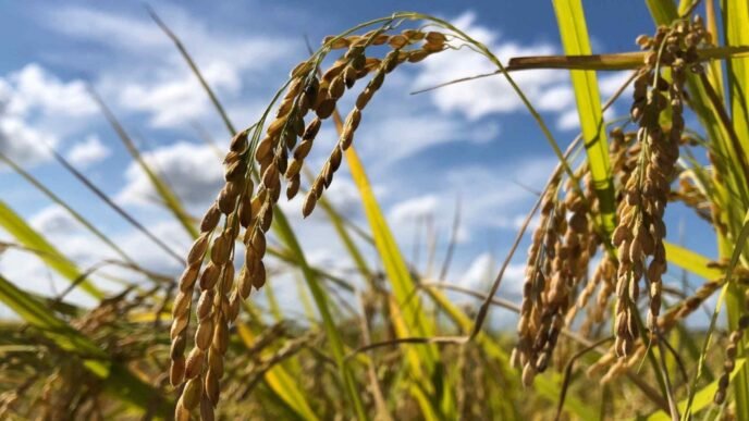 Japan weighs expanding U.S. rice imports as part of Trump tariff talks