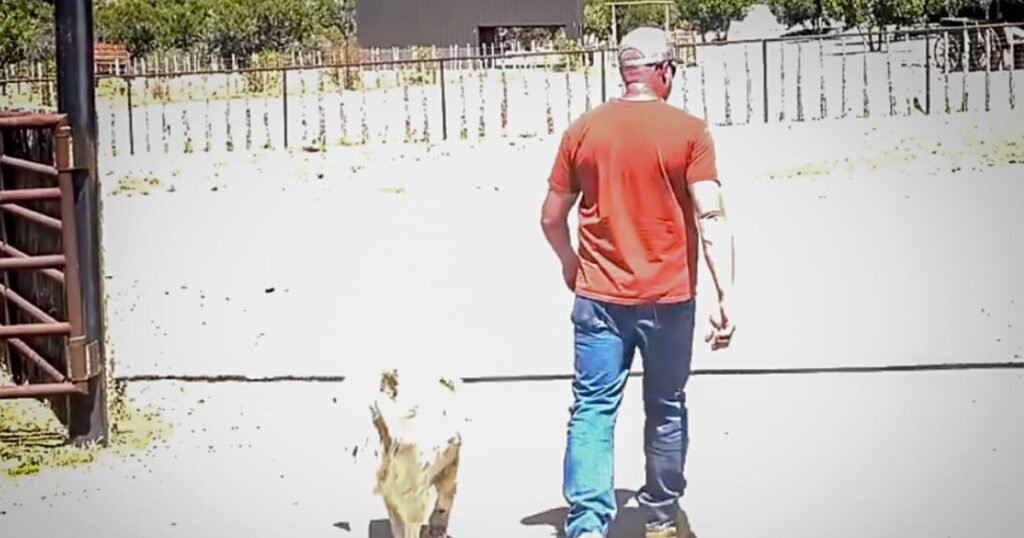 Missing toddler who walked 7 miles alone through Arizona wilderness led to safety by rancher's dog