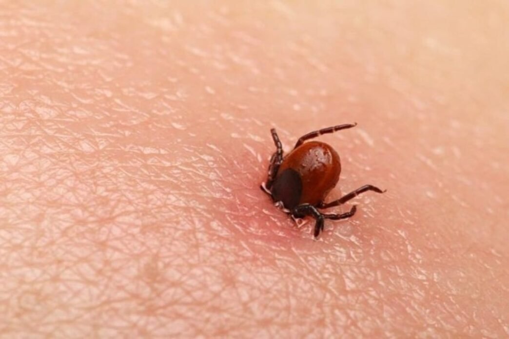 Quetta reports first Congo virus death of 2025, cases rise to 41 in Balochistan