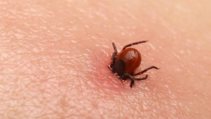 Quetta reports first Congo virus death of 2025, cases rise to 41 in Balochistan