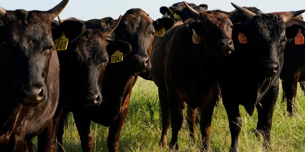 Tariff war pressures U.S. economy, from tech to beef